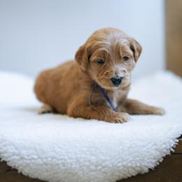 Purple collar - Jasmine - Red  female Goldendoodle puppy in Duncan, South Carolina from Abner Creek Poodles & Doodles
