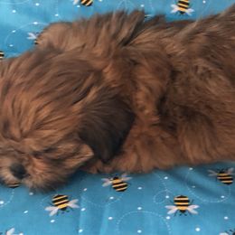 Teddy Hugabug - Red male Shih Tzu puppy in Lone Oak, Texas from Your Fuzzy Puppy