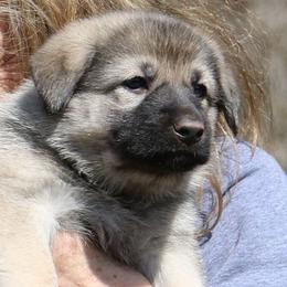 German Shepherd Puppies from Silver Raye German Shepherds