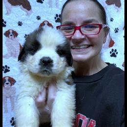 Orange collar - Mahogany and white male Saint Bernard puppy in New Philadelphia, Ohio from Fletchers Saints