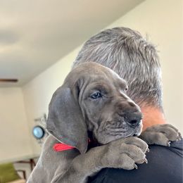 Red - Blue female Great Dane puppy in Plano, Texas from Blue Thunder Danes
