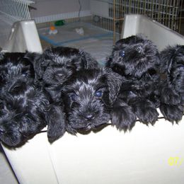 Miniature Schnauzer Puppies from Bizzy Acres Miniature Schnauzers