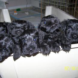 Miniature Schnauzer Puppies from Bizzy Acres Miniature Schnauzers