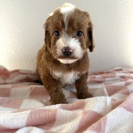 Girl 1 - Red female Irish Doodle puppy in Bloomfield, Iowa from Schooley Doodles