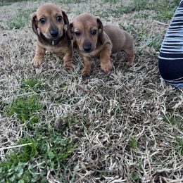 Dachshund Puppies from Hogan’s Lowrider Hounds