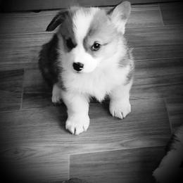 Pembroke Welsh Corgi Puppies from Ranch Hand Corgis