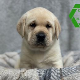 Green collar male - Yellow male Labrador Retriever puppy in Beaverdam, Virginia from Riverside Sunset Labrador Retrievers