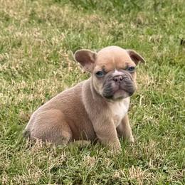 Bentley - Blue fawn male French Bulldog puppy in Temple, Texas from Teak’s Texas Frenchie’s