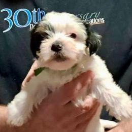 Roman (Green) - Piebald male Morkie puppy in Martin, Tennessee from Danza Bolo