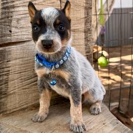 Hank - Blue mottled male Australian Cattle Dog puppy in Sahuarita, Arizona from A2 Australian Cattle Dogs