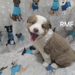 Girl 4 - Red merle female Miniature Australian Shepherd puppy in Bend, Oregon from Badlands Toy and Mini Aussies