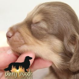 Dachshund Puppies from Piney Woods Miniature Dachshunds LLC