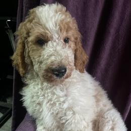 Freddie - Parti male Goldendoodle puppy in Lowville, New York from Adirondack Labradoodles
