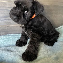 Miniature Schnauzer Puppies from Southern Charm Miniature Schnauzers