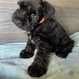Miniature Schnauzer Puppies from Southern Charm Miniature Schnauzers