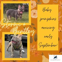 French Bulldog puppies from The Frenchie Lady Co.