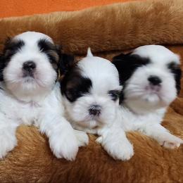 Poodle and Shih Tzu Puppies from Ganna Sultan
