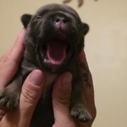 Flint - Blue male French Bulldog puppy in Asheville, North Carolina from MTO KENNELS