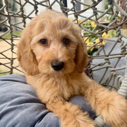 Breeze - Apricot male Goldendoodle puppy in Pensacola, Florida from Goldendoodles Love You in Pensacola Friend Edition