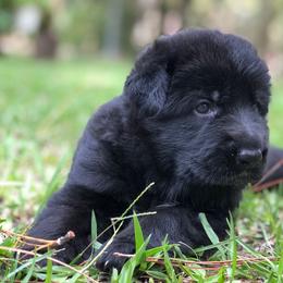 German Shepherd Puppies from Zwinger vom Schneider Wald
