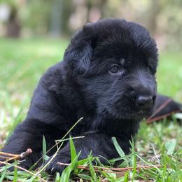 German Shepherd Puppies from Zwinger vom Schneider Wald
