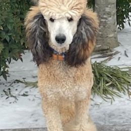 Poodles from Palace Pups NTX