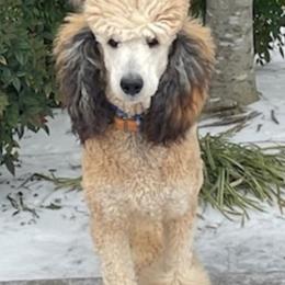 Poodles from Palace Pups NTX