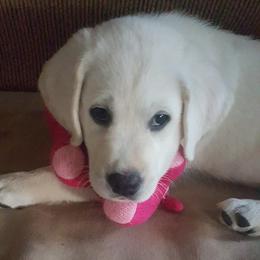 Girl 3 - Yellow female Labrador Retriever puppy in Arizona from Lily's White Labs