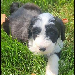 Sirloin - Black and white male Sheepadoodle puppy in Farley, Iowa from Iowa's Doodle Co.