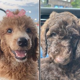 Poodle puppies from Jill Room