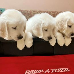 Golden Retriever Puppies from Robinsnest Goldens
