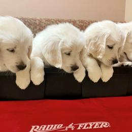 Golden Retriever Puppies from Robinsnest Goldens