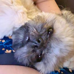Rocket! AKC Champion Bloodline - Tricolor Shih Tzu puppy in Arizona from ShihTzu love