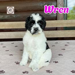 Wren - Black and white female Bernedoodle puppy in Banner Elk, North Carolina from Walnut Tree Bernedoodles