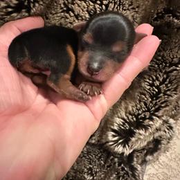 Cupid - Black and tan female Yorkshire Terrier puppy in Rockdale, Texas from Susie’s Sassy Yorkies
