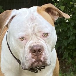 American Bulldogs from Beth’s Bullys