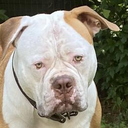 American Bulldogs from Beth’s Bullys