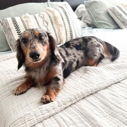 Cosmo - Dachshund