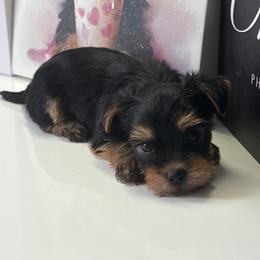 Bolt - Blue and gold male Yorkshire Terrier puppy in Cape Coral, Florida from Katherine’s Yorkies and Poodles