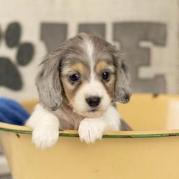 Dapple pie - Piebald male Dachshund puppy in Seminary, Mississippi from Down South Mavericks Dachshunds