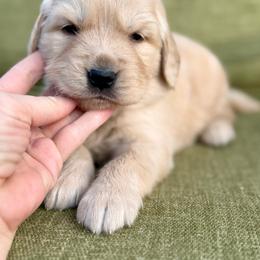 Vail- red collar - Golden male Golden Retriever puppy in Colorado Springs, Colorado from Mercy Mountain Bernedoodles