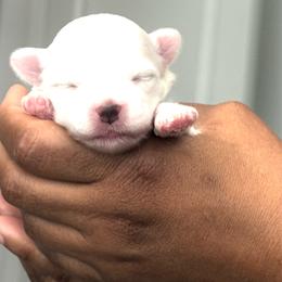 ACA Maltese girl puppy (2) - White female Maltese puppy in Florence, Arizona from Maltese Of Arizona