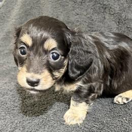 Laurel - Black and cream female Dachshund puppy in Little Rock, Arkansas from Divine Doxies