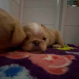 Girl 1 - Belge female Brussels Griffon puppy in Ogden, Utah from Shelly's Brussels Griffons