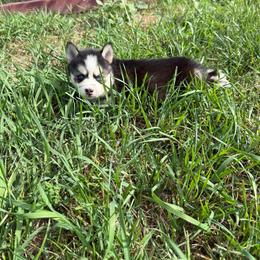 Jasmine - Black and white female Pomsky puppy in Lyons, Nebraska from Goodness Gracious Pomskies