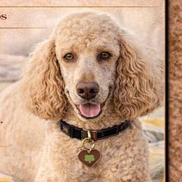 Goldendoodles from MTNest Doodles