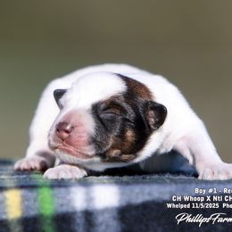 Charlie Boy 1 - Red speckled male Australian Cattle Dog puppy in Point, Texas from Lakylu Kennels