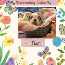 Boston Terrier Puppies from Ohana Sunshine Bostons