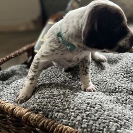 German Shorthaired Pointer Puppies from Bequest German Shorthaired Pointers