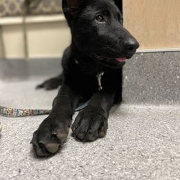 SVV'S Schwester Bar Ivy - Black German Shepherd puppy in Little Rock, Arkansas from Strahl Von Valor Shepherds